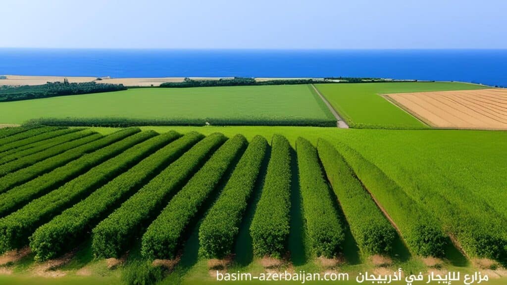 عروض مزارع للإيجار في أذربيجان